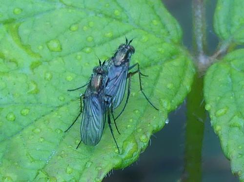 Dolichopus sp.